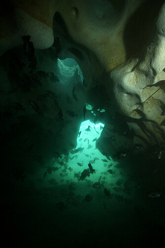 Certaines grottes sous marines, comme ici en Floride, grouillent de vie (Twin Cave, Marianna, Floride, Etats-Unis).